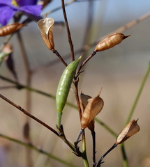 Delphinium consolida paniculatum