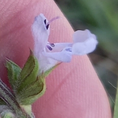 Salvia runcinata