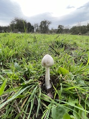 Volvopluteus gloiocephalus