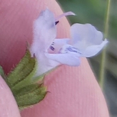 Salvia runcinata
