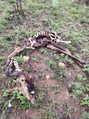 Connochaetes taurinus taurinus