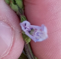 Salvia runcinata