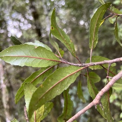 Elaeocarpus hookerianus