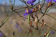 Delphinium consolida paniculatum