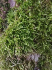 Hypnum cupressiforme