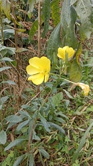 Oenothera glazioviana