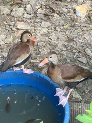 Dendrocygna autumnalis