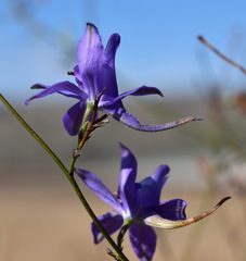 Delphinium consolida paniculatum