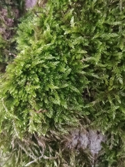 Hypnum cupressiforme