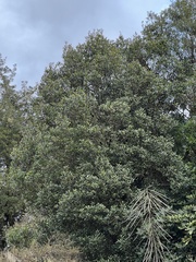 Elaeocarpus hookerianus