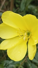 Oenothera glazioviana