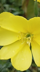 Oenothera glazioviana