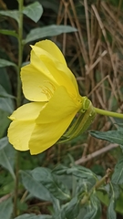 Oenothera glazioviana