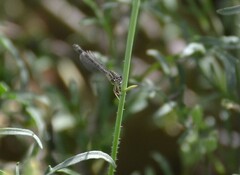 Ischnura