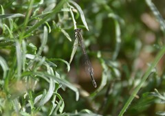 Ischnura