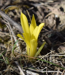 Sternbergia colchiciflora