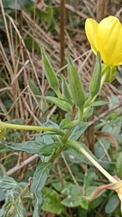 Oenothera glazioviana