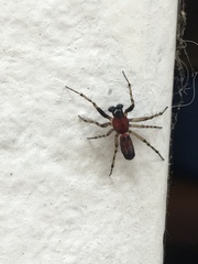 Alpaida leucogramma