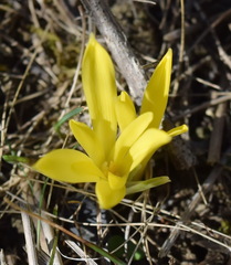 Sternbergia colchiciflora