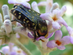 Oxythyrea marginalis