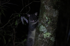 Trichosurus cunninghami