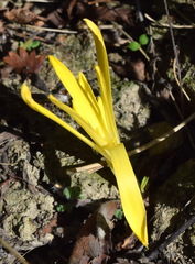Sternbergia colchiciflora