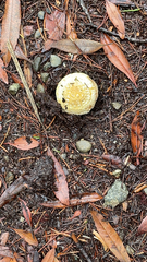 Amanita junquillea