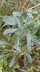 Oenothera glazioviana