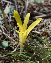 Sternbergia colchiciflora