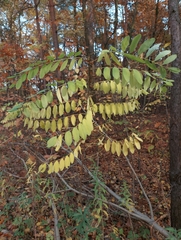Robinia pseudoacacia
