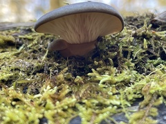 Sarcomyxa serotina