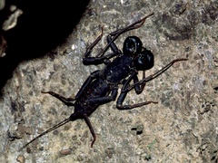 Thelyphonidae