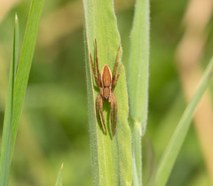Dolomedes minor