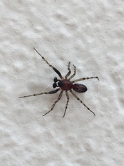 Alpaida leucogramma