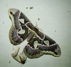 Rothschildia cinctus