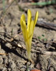 Sternbergia colchiciflora