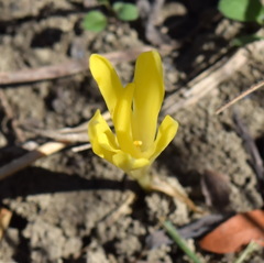 Sternbergia colchiciflora