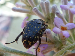 Oxythyrea marginalis