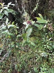 Palicourea angustifolia
