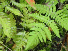 Gymnocarpium dryopteris