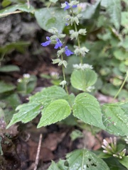Salvia leptostachys