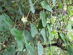 Passiflora pavonis