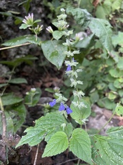 Salvia leptostachys
