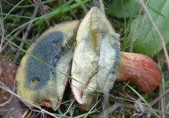 Hortiboletus rubellus