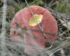 Hortiboletus rubellus