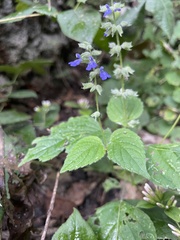 Salvia leptostachys