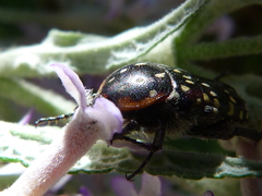 Oxythyrea marginalis