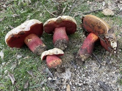 Rubroboletus rhodoxanthus