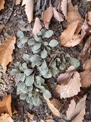 Antennaria plantaginifolia
