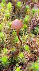 Deconica montana